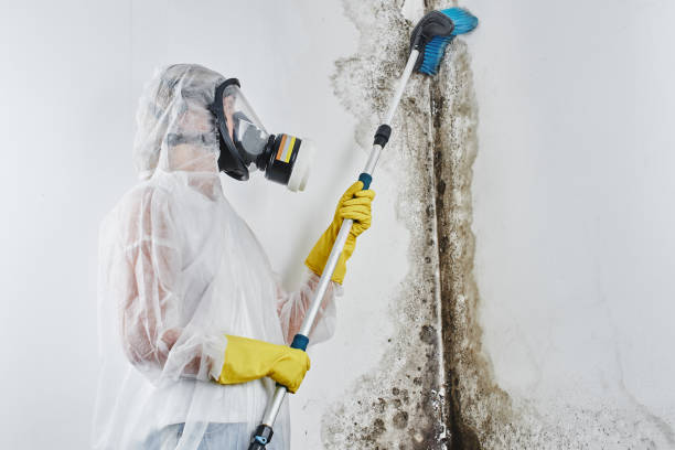 Best Basement Mold Remediation in Leechburg, PA